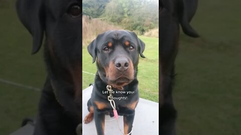 Beautiful rottie sends his girlfriend a poem 💕 #Shorts #rottweiler #dogs