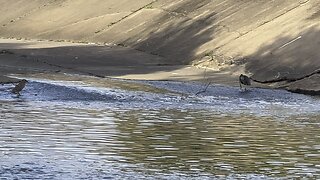 Great Blue Heron fishing & Brown Heron Watching