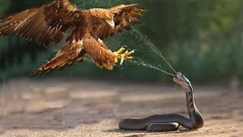 "Most Spectacular Snakes and Reptiles Attacks in the Wild! - Eagles vs Snake, Jaguar vs Anaconda"