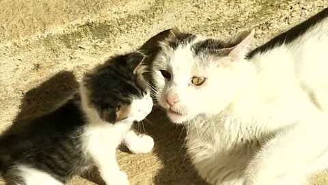 CUTE KITTENS WITH THEIR MOTHER.