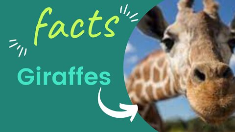 7 FUN FACTS ABOUT GIRAFFES YOU DIDN'T KNOW