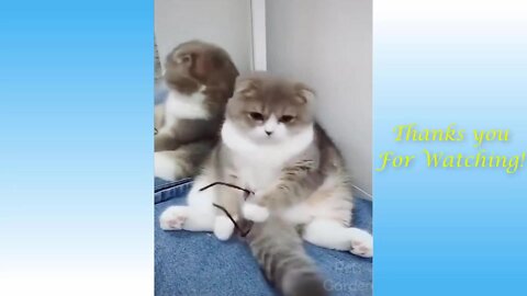 💞😆Cats and dogs fighting very funny😂|| Try not to laugh cute cats 2022