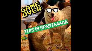 THIS IS SPARTA CAT VS DOG