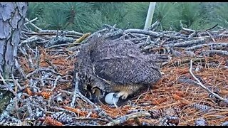Rolling The Egg 🦉 2/7/22 12:49