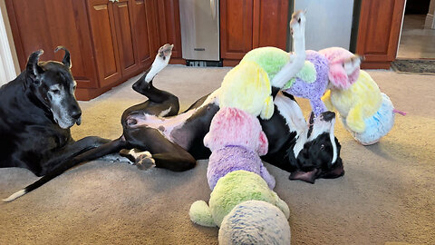 Funny Great Dane Plays Upside Down Twister With Jumbo Caterpillar Toy