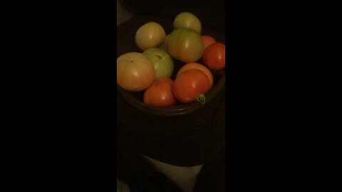 Got Some More 🍅🍅🍅🍅🍅🍅🍅🍅🍅🍅🍅