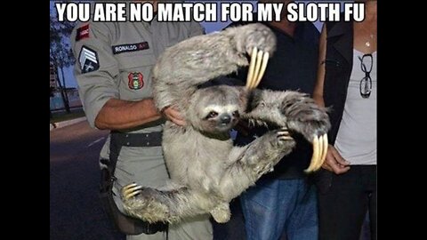 Baby Sloths - FUNNIEST Compilation