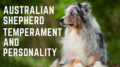 Australian Shepherd Temperament and Personality