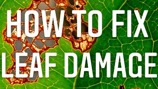SHOULD YOU REMOVE DEAD OF DAMAGED LEAVES? THE SCIENCE OF LEAF DAMAGE | Gardening In Canada