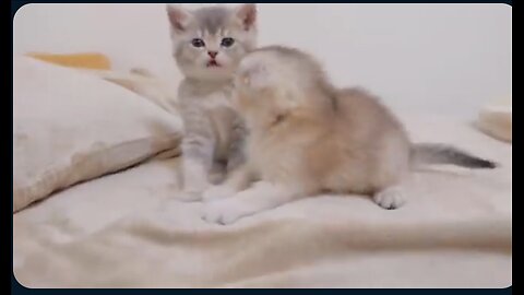 A kitten that obediently sleep when its mother tell it to cute.