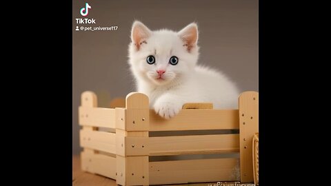Cute#kitten#puppies#shorts❤️❤️