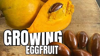 How to Grow Eggfruit From Seed to Tree