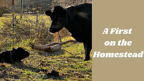 Homestead Blessings and Realities