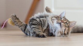 Cute cat