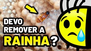 Devemos praticar a substituição de abelha rainha na Meliponicultura? | Respondendo dúvidas 🐝