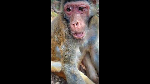 This Elderly Monkey Looks like a great religious holy man to ME!