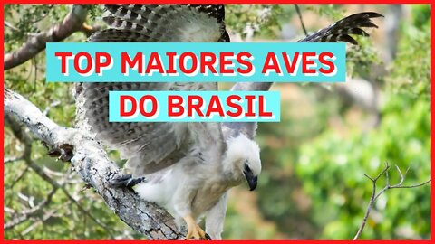 Top 5 maiores aves do Brasil 2022