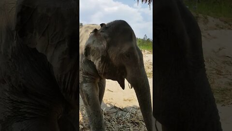 Chiang Mai Elephants V