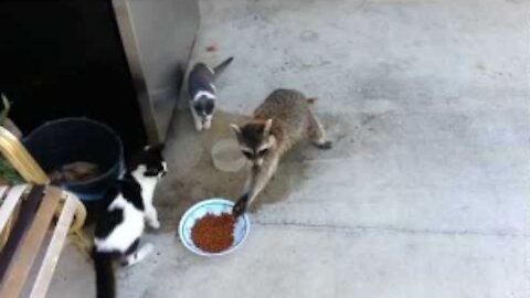 Raccoon Steals Cats' Food