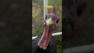 Happy 😃 the Curious 🧐 Turkey 🦃#turkey #turkeyfarming #poultry #farming #ranch