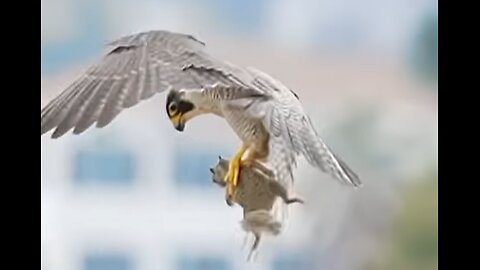 Peregrine Falcon Maxine Retrieves Prey After Offspring’s Failed Hunt