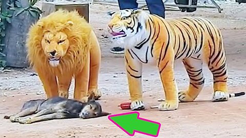 Funny Dog Troll Prank 😂 fake Lion and Fake Tiger Prank To dog 😂😂😂
