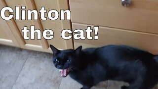 Can Clinton the cat learn how to open a can?