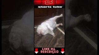 Os Cachorros e Gatos mais Engraçados do Mundo! #shorts #012