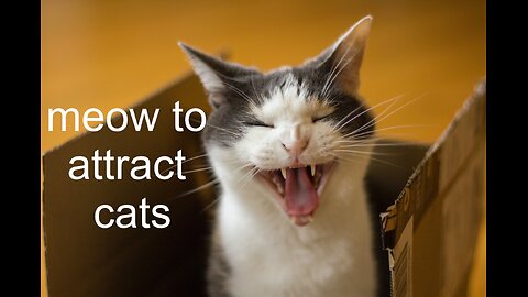 Sounds that attract cats - Meow to make cats come to you