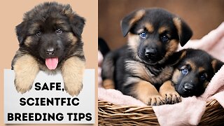 Everything You Need to Know About Breeding German Shepherds!!!