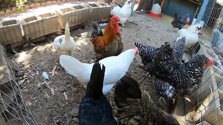 Backyard Chickens Dust Bath Dirt Bath Sounds Noises Hens Clucking Roosters Crowing!