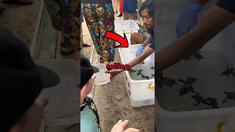 RESCUING BABY SEA TURTLES! #cuteanimals #animals #cute #seaturtles #animalrescue #animalstories