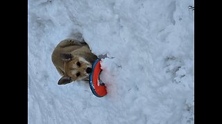 Koda and the frisbee