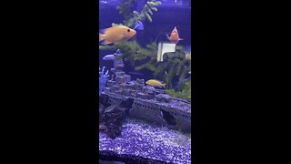 75 gallon cichlid tank