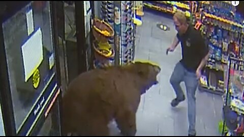 500-POUND Bear REPEATEDLY Steals Candy from Gas Station _ Customer Wars _ A&E