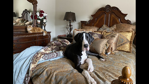 Funny Great Dane Argues With Cat About Nap Spot On The Bed