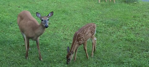 Twin fawns, mother and sister