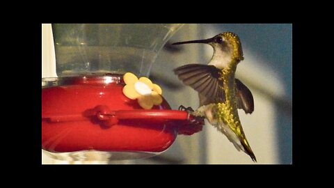 Beautiful Hummingbirds