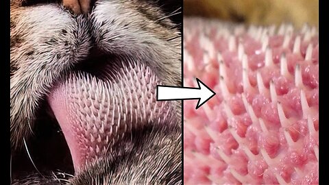 Nature's Living Razor: The Tongue That Can Rip Skin! 🦎 | Animal Vised
