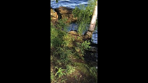 Nature is Wild -> Wellesley Island (1000 island’s)