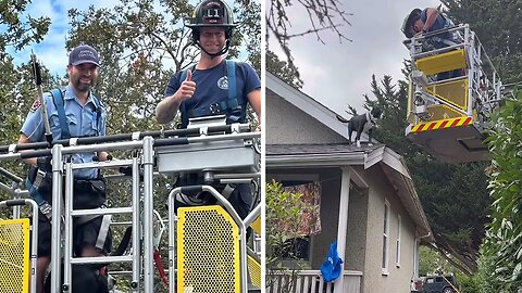Firefighters rescue dog from rooftop