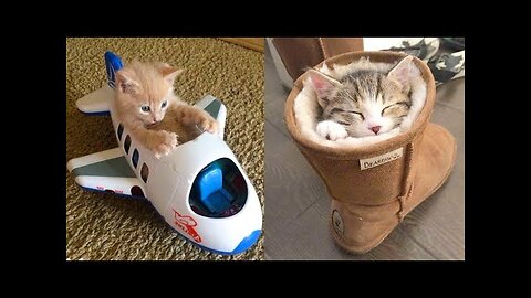 Baby Cats - Cute and Funny Cat Videos Compilation | Aww Animals