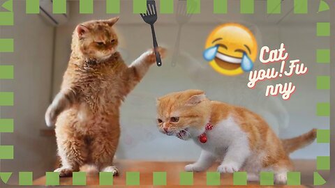cat funny moment 😆