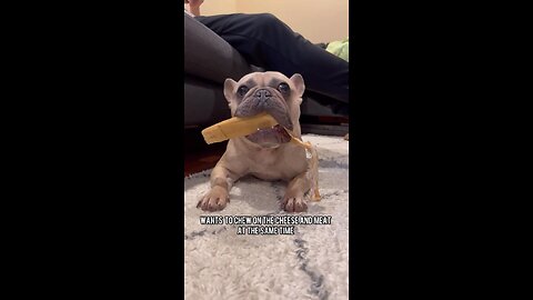 What’s A Better Way To Chew Both? | Mochi The French Bulldog