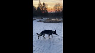 Sunset with my German Shepherd