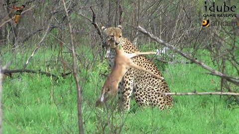 Male Cheetah Caught An Impala Lamb