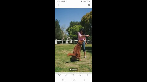 Fun Funny Dog Playing with A Girl