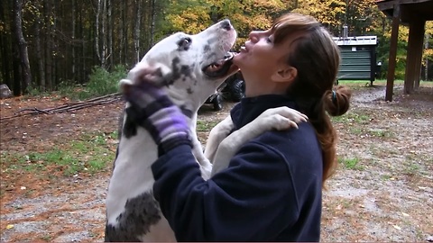 Great Dane Hugs & Kisses