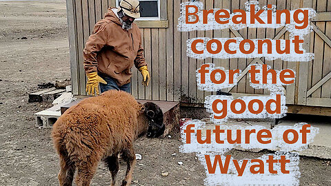 Breaking coconut for Wyatt's good future