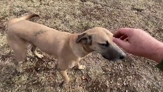 Stray Dog Showed Up At Front Door - Introduction To Horses